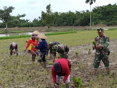 Danrem 03 Tempuling Bersama Masyarakat Tanam Padi Serentak