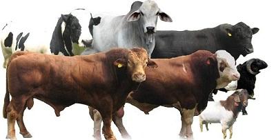 Wujud Kepedulian Sesama, PLN Jalur Rengat-Taluk Kuantan sumbang 60 ekor Hewan Qurban