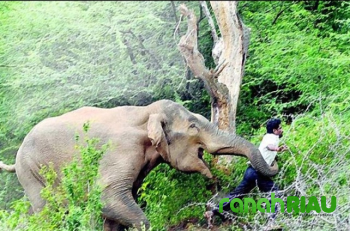 Gajah Liar Masuk Kebun Warga di Aceh Tengah, Petani Cabai Sempat Dikejar