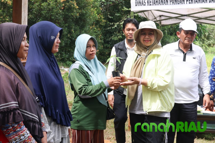 Gubernur Kepri luncurkan Program Simbolis Penyerahan Bantuan Bibit Cabai Gratis