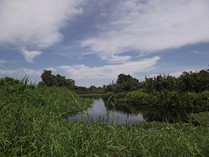 Danau Janda Air Gatal di Rohil, Berpotensi Jadi Primadona Objek Wisata