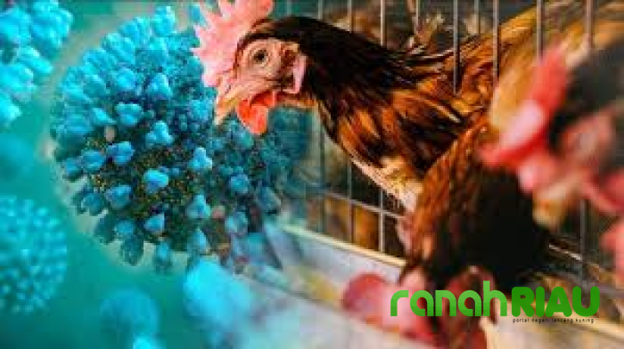 Kemenkes Terbitkan SE untuk Antisipasi Flu Burung, Fokus pada Pencegahan dan Kesiapsiagaan