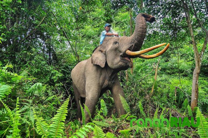 FKPMR Bongkar Dugaan Bagi-Bagi Lahan di Balik Penertiban Hutan Tesso Nilo: Marwah Riau Dilecehkan!