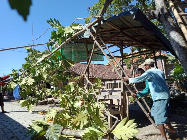 Warga Sigerung Mulai Potong Pohon Tinggi