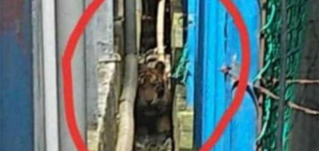 BBKSDA Berhasil Evakuasi Harimau Terjebak Di Pasar Pulau Burung Inhil