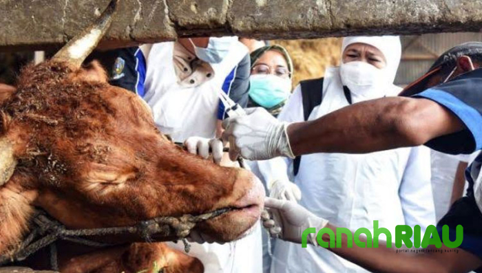 Vaksinasi PMK di Riau capai 3.249 dosis, Peternak diimbau Waspada Cuaca Ekstrem