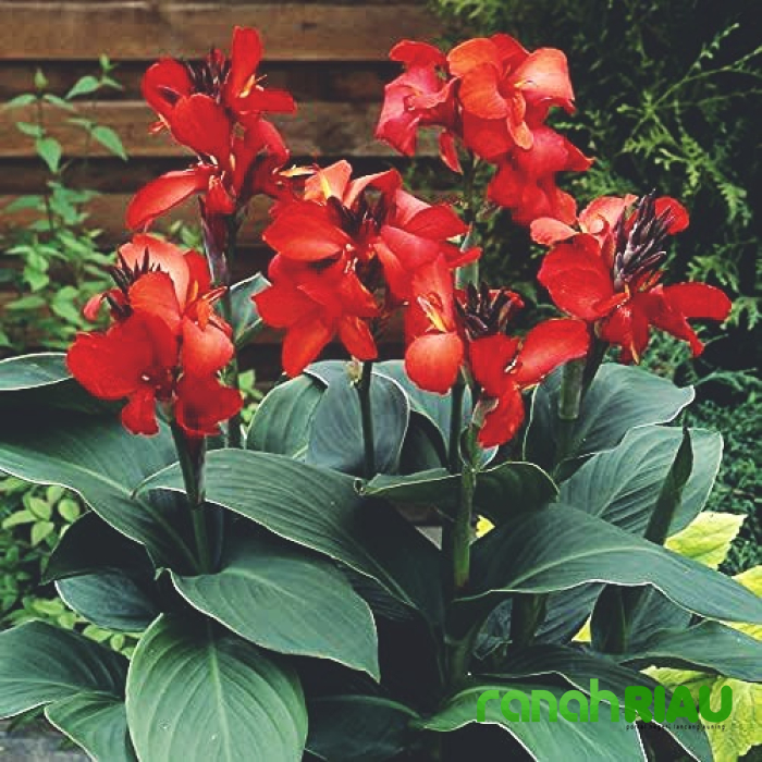 Puisi tentang Healing: Setangkai Kembang Ganyong, karya Dwita Utami