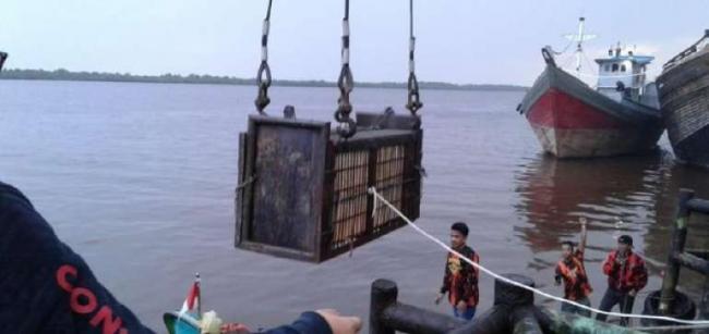 Petugas Bawa Harimau Yang Terjebak Di Pasar Inhil Ke Dharmasraya