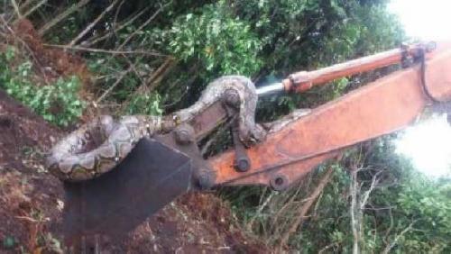 Alamak.... Ular sebesar Batang Kelapa belit lengan Eskavator di Pelalawan