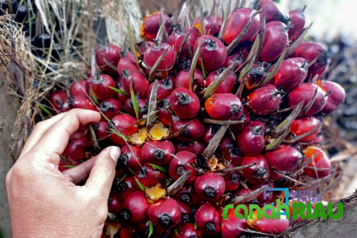 Harga Kelapa Sawit Mitra Plasma di Riau Dihargai Rp3.720 Per Kg