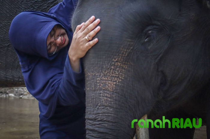 Kisah Bupati Afni Ngeronda bersama Gajah, Bukan Sekedar Hiburan Semata