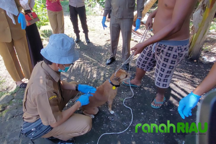 Kampar jadi Wilayah Terparah Kena Wabah Penyakit Hewan di Tahun 2024 