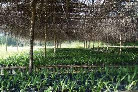 Distanak Rohil Akan Bentuk Desa Mandiri Benih, Ini Tujuannya