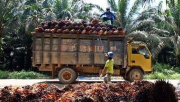 Jepang Tertarik Berinvestasi Industri Sawit di Riau