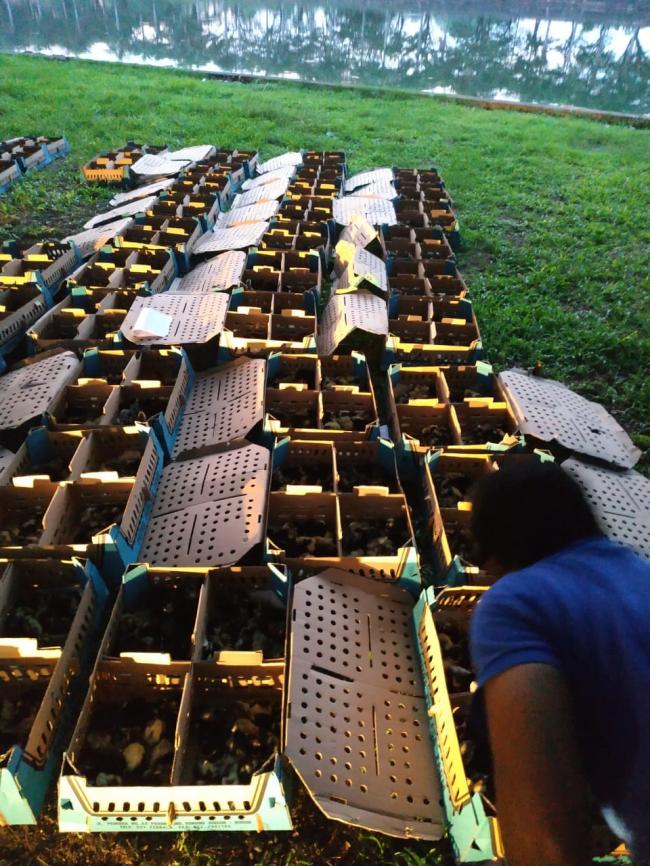 Ribuan Ekor Ayam Mati dalam Penerbangan Jakarta-Makassar