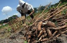 Indonesia masih Impor Singkong, berikut Penjelasan dari BPS
