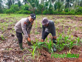 Polsek Kuindra dan Kelompok Tani Cek Pertumbuhan Jagung Hibrida secara Rutin