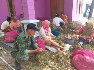 TMMD, Petani Bawang Merah Diuntungkan