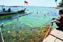 Mahasiswa Farmasi UI temukan Rumput Laut sebagai bahan Tablet