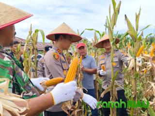 Panen Raya.! Kapolres Kuansing : Sektor Pertanian Memiliki Peran Strategis Menjaga Stabilitas Pangan