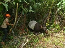 Selamatkan Satwa, Patroli Balai Taman Nasional Tesso Nilo Ini Bertindak Cepat, Ini Hasilnya..