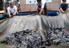 Kemarau Panjang, Peternak Ikan di Kampar Merugi