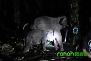 Tragedi di Sebanga: Anak Gajah 1,5 Tahun Tewas Setelah Jeritan Tengah Malam!
