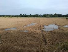 Sawah Terkena Puso, Dinas Pertanian Ajukan 49,77 Ton Benih Padi