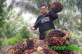 Dinas Perkebunan Provinsi Riau tetapkan Harga Tandan Buah Segar terbaru, Cek Harga Sawit Kamu