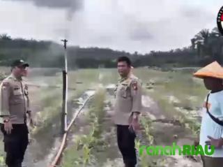 Tak Ingin Gagal, Bhabinkamtibmas Sungai Sirih Rutin Lakukan Pengecekan Tumbuh Subur Jagung Pipil