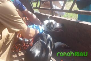 Waspada Rabies, Pemko Pekanbaru semakin Intensif mengeluarkan Himbauan ke Masyarakat