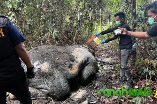Gajah Tewas tanpa kepala di Konsesi PT RAPP, Jejak Kejahatan Satwa atau Kebocoran Pengawasan?