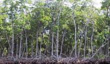 Pemkab Bengkalis Serahkan 1.500 Hektar Lahan HTR Pada Koperasi