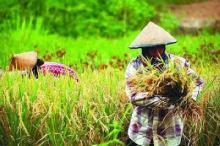 Ini Penyebab Riau Ketergantungan Pangan dari Daerah Lain