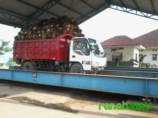 Terbongkar..!! PT ASMJ Gunakan Timbangan Rusak, Petani Ditaksir Alami Kerugian Hampir 1 Miliar Perbu