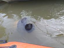 Narusohan", Tumbuh Tanpa di Tanam