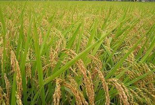 DPTPHP Inhil Ajukan 3 Padi Unggul dan Berhasil Direkomendasikan Jadi Benih Nasional