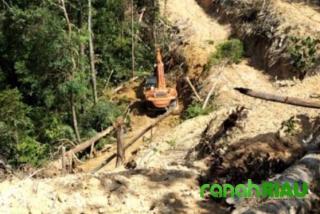 Hutan Lindung Terancam Gundul, Tokoh Masyarakat Air Buluh Minta Tangkap Pelaku
