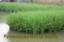 Kampar Kembangkan Pola Mina Padi