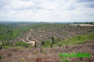 Kelompok Tani Petani Bersatu kembalikan 415 Hektar Lahan Sawit kawasan TNTN ke Satgas PKH