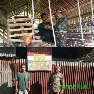 Babinsa Komsos Ke Ternak Ayam Petelur Di Wilayah Binaan