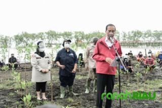 Presiden RI Kunker ke Kabupaten Bengkalis Tanam Mangrove di Pantai Raja Kecil