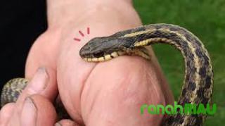 Nenek di Bone Sulsel Tewas Dipatuk Kobra Pas Lagi Istirahat dalam Rumah