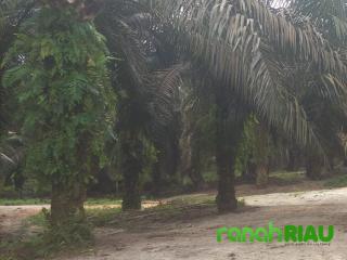 Miris, Penangkapan Paksa oleh Security PT NSR di Desa Segati