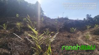 Perambahan HPT Kembali Terjadi di Kuansing, Sebagian Sudah Ditanami Sawit