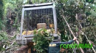 Polhut Temukan Alat berat Buldozer di Lokasi Hutan Lindung Kuansing