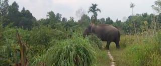 Tanaman Disudut Dapur pun Habis Gajah Liar Masuk Kampung Dijalan Siak Duri