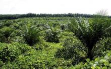 Revisi PP 71 Tindakan Konyol