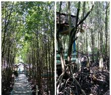 Eksotis Hutan Mangrove, Pesona Keindahan Kota Dumai