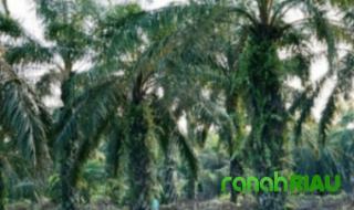 Hasil Dari Ratusan Hektare Kebun Sawit Pemda Kuansing, Tak Masuk ke PAD